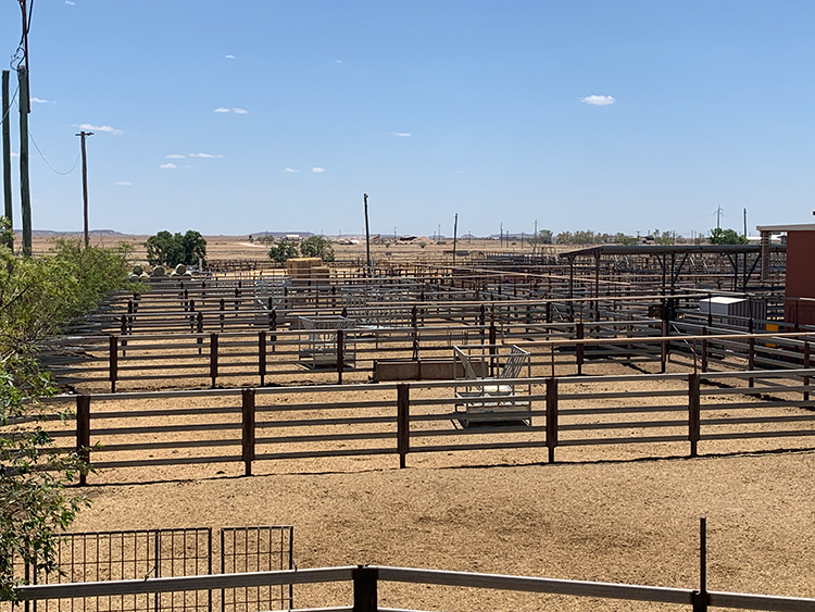 Saleyards