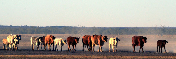 Cattle